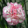 carnation flower